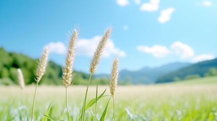 Fototapeta premium Golden Wheat Field Under Sunny Sky. Lush green grasses and three heads of light beige wheat stand out against a backdrop of rolling hills and a vibrant blue sky dotted with fluffy white clouds