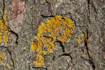 Wall Xanthoria (lat. Xanthoria parietina) is a lichen of the Telochistaceae family, a species of the Xanthoria genus on the bark of a tree.