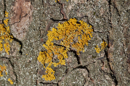 Wall Xanthoria (lat. Xanthoria parietina) is a lichen of the Telochistaceae family, a species of the Xanthoria genus on the bark of a tree.
