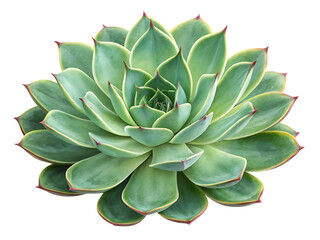 Fototapeta premium succulent plant isolated on white
