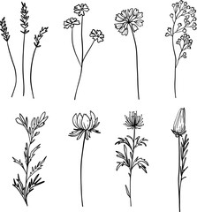 Elegance wildflowers set, minimalistic line art herb, branch and blossoms, hand drawn, wedding flowers, isolated floral elements