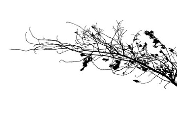 Black and white illustration of natural large old oak tree branch with leaves on white background