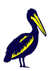 pelican oiseaux dessin sauvage