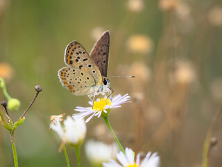 Lycaena tityrus