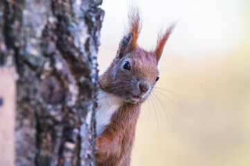 Eichhörnchen Porträt