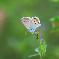 Plebejus argyrognomon