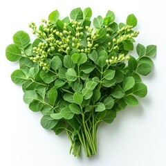 Fototapeta premium Vibrant Green Moringa Leaves Bouquet: A Fresh and Healthy Harvest
