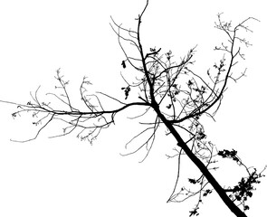 Vector illustration of natural old oak tree branch on white background