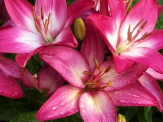 pink lily closeup