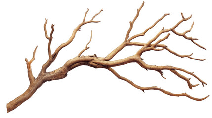 Dried Branch Abstract Nature Art