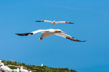 A graceful northern gannet (Morus bassanus) soars through the clear blue sky above a colony on Bonaventure Island, Gaspésie. Captured mid-air with wings fully extended.