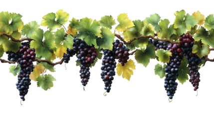 A Bountiful Harvest of Grapes