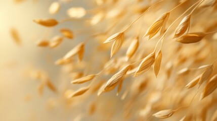 Golden Oat Sheaves in Soft Sunlight