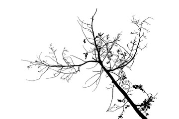 Black and white illustration of natural large old oak tree branch with leaves on white background