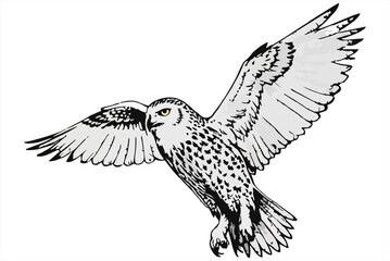 illustration Snowy owl in flight isolated on white background