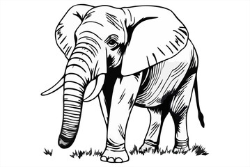 illustration of an isolated African Elephant on a white background