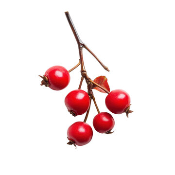 Chiltepin isolated on white background