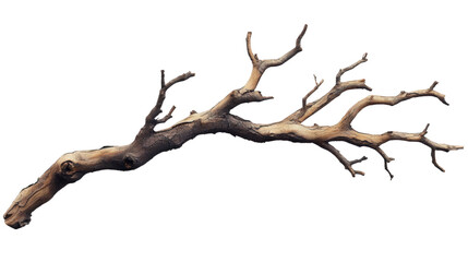 Fototapeta premium Dried Branch Nature Detail