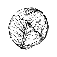 Fototapeta premium Cabbage sketch outline illustration. Red cabbage simple doodle drawing in engraving style. Hand drawn vector line art clipart isolated on white background