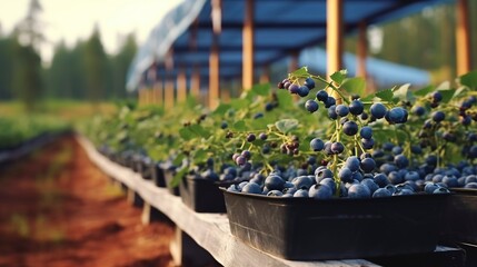 A photo of an organic blueberry farm with ripe Berry