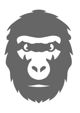 gorille tete animal sauvage dessin