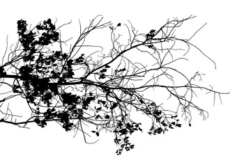 Black and white illustration of natural large old oak tree branch with leaves on white background