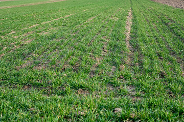 Winter wheat field in spring. Future harvest and forecast. Evening golden hour. Shallow depth of field. Copy space. 