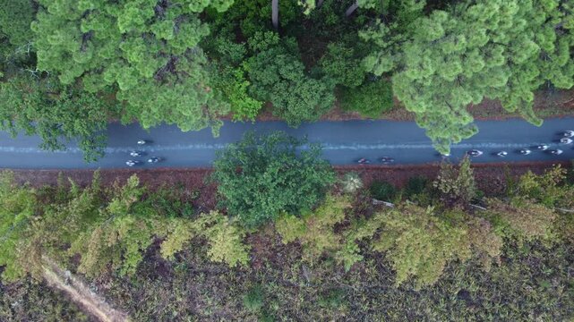 Direct above viedo of road cyclists riding bikes in lush green forest on asphalt road between the trees