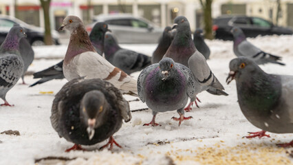 A flock of pigeons gathers on the snowy ground, eagerly pecking at scattered grains. This winter scene captures the beauty of nature as these birds are fed in the cold.
