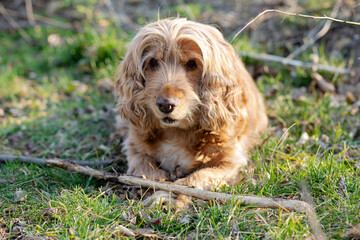 cocker spaniel dog
