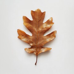 Fototapeta premium a dry oak leaf on a white background 