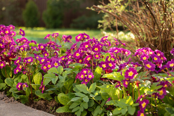 Perennial primroses or primula in garden. Spring flowers on flower bed. Outdoors. Close up. Seasonal gardening and hobby.