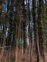 Fototapeta premium Natural Beauty : Tall Trees in Woodland Setting