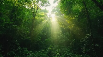 Lush green forest with sunlight filtering through the trees.