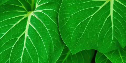 Intricate vein patterns of pothos leaves, soft green tones, minimalist x-ray style,  photography, houseplant