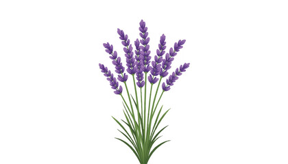 Naklejka premium Lavender cluster in fan shape against white background, fresh serenity