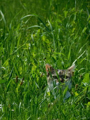 Kitten in the grass