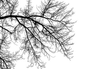 Black and white illustration of natural large old oak tree branch with leaves on white background