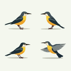 Vögel-Illustration: Vier verschiedene Posen

