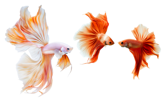Vibrant Orange Berta Fish with Flowing Fins on a Transparent Background