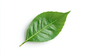 Fototapeta premium a green leaf on a white background 