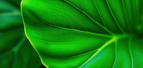 Soft green pothos leaf veins, minimalist x-ray macro detail, botanical, plant