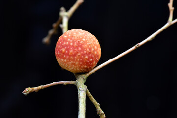 Galls or cecidia produced by an insect on an oak tree
