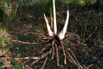 Roots (rhizomes) and tender shoots of butcher's broom (Ruscus ac