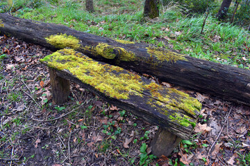 Moss covered wooden bench in a damp wooded area
