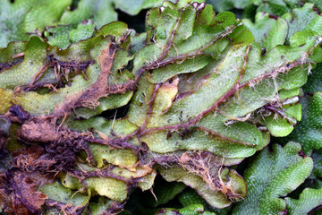 Detail of the rhizoids of the liverwort Conocephalum conicum seen from the underside