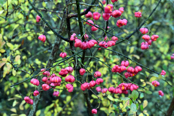 Branches of the spindle tree (Euonymus europaeus) loaded with pink fruits