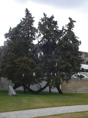 Fototapeta premium Castelo Branco, Beira Baixa, Portugal, February 20, 2006, Views from city center from Castelo Branco