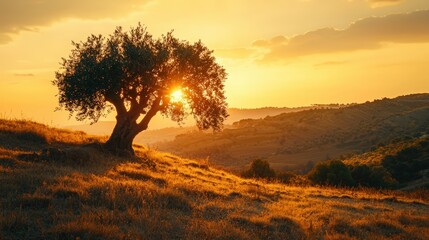 Obraz premium a tree on a hill at sunset 