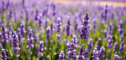 Naklejka premium Single lavender blossom, vibrant purple field, sunlight , outdoor, bloom